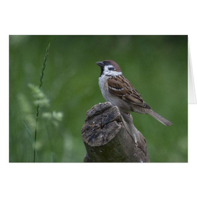 Eurasian Tree Sparrow (Vorderseite (Horizontal))