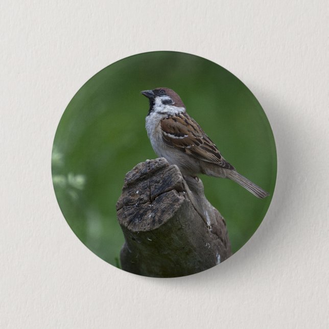 Eurasian Tree Sparrow Button (Vorderseite)