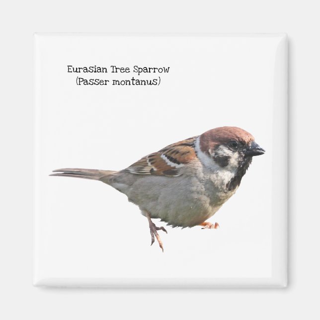 Eurasian Tree Sparrow Magnet (Vorne)