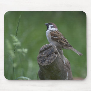Eurasian Tree Sparrow Mousepad