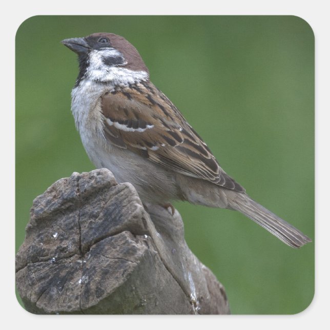 Eurasian Tree Sparrow Quadratischer Aufkleber (Vorderseite)