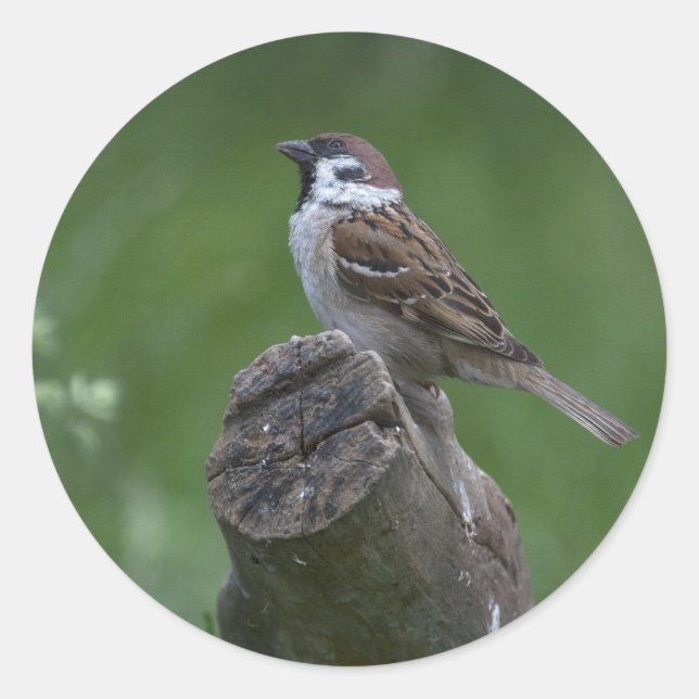 Eurasian Tree Sparrow Runder Aufkleber (Vorderseite)