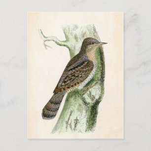 Eurasian Wryneck Postkarte