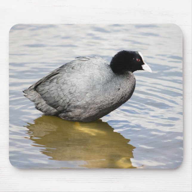 EurasianCoot Mousepad (Vorne)