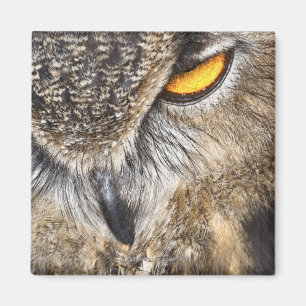 Eurasier-Eagle-Eule (Bubo Bubo) Magnet