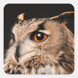 Eurasier-Eagle-Eule Quadratischer Aufkleber