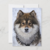 Eurasier, Hundegrusskarte