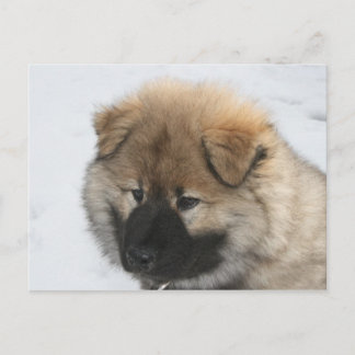 Eurasier Puppy Postkarte