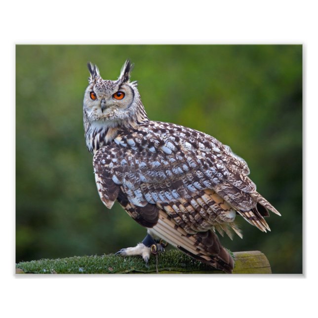 Eurasische Eagle Owl Print Fotodruck (Vorne)