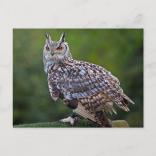 Eurasische Eule Owl Postkarte