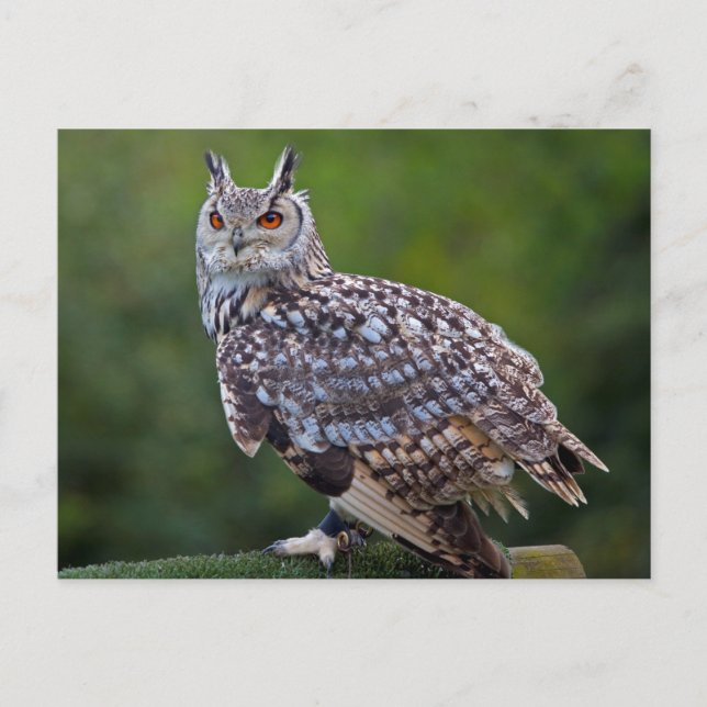 Eurasische Eule Owl Postkarte (Vorderseite)