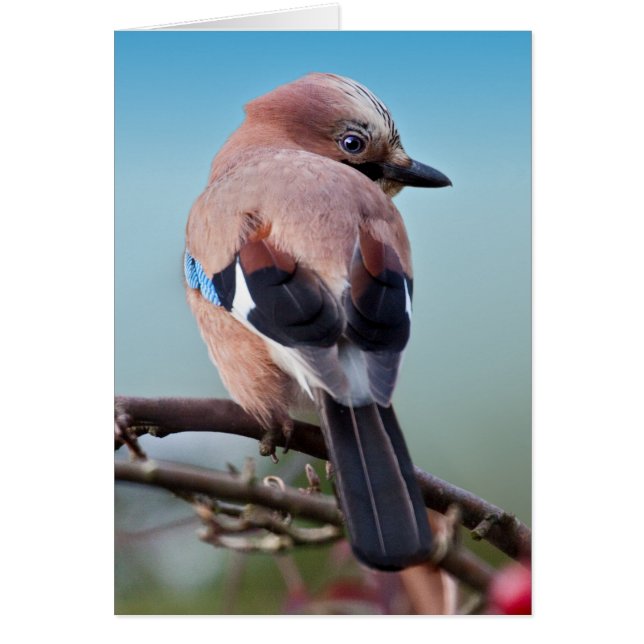 Eurasische Jay-Karte (Vorne)