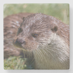 Eurasische Otter-Erholung im Sonnenschein Steinuntersetzer