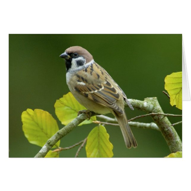 Eurasischer Baum-Sparrow im Herbst (Vorderseite (Horizontal))