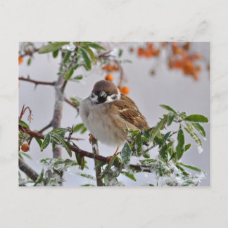 Eurasischer Baum-Sparrow im Winter Postkarte