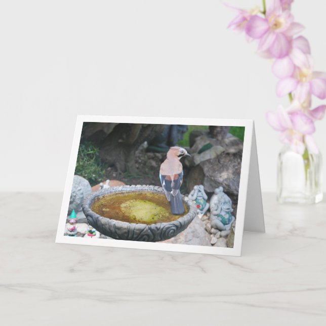 Eurasischer Jay-Bird auf dem Vogelbad Karte (Orchidee)