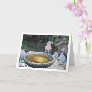 Eurasischer Jay-Bird auf dem Vogelbad Karte