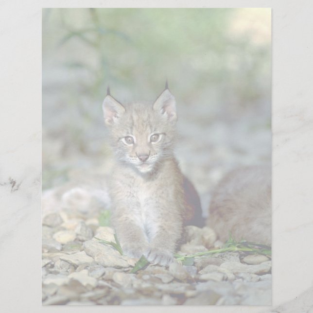 Eurasischer Luchs, junges Kätzchen (Vorderseite)