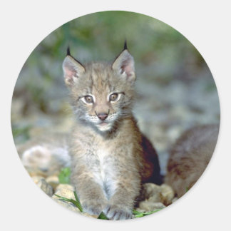 Eurasischer Luchs, junges Kätzchen Runder Aufkleber