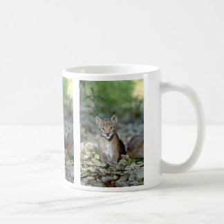 Eurasischer Luchs, junges Kätzchen Tasse
