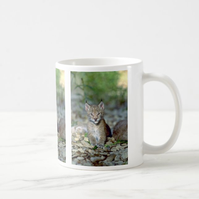 Eurasischer Luchs, junges Kätzchen Tasse (Rechts)