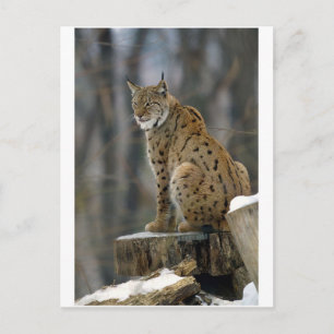 Eurasischer Lynx (Lynx lynx) 3 Postkarte