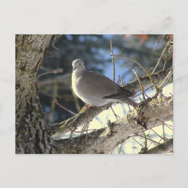 Euratian Dove on Maple Tree Postkarte (Vorderseite)