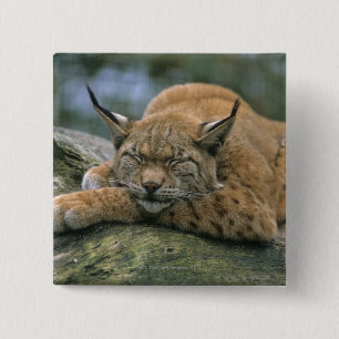 Europ�_ischer Luchs, Eurasischer Luchs (Luchs Button