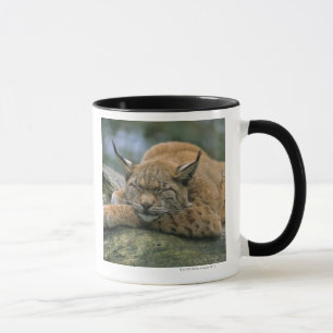 Europ�_ischer Luchs, Eurasischer Luchs (Luchs Tasse