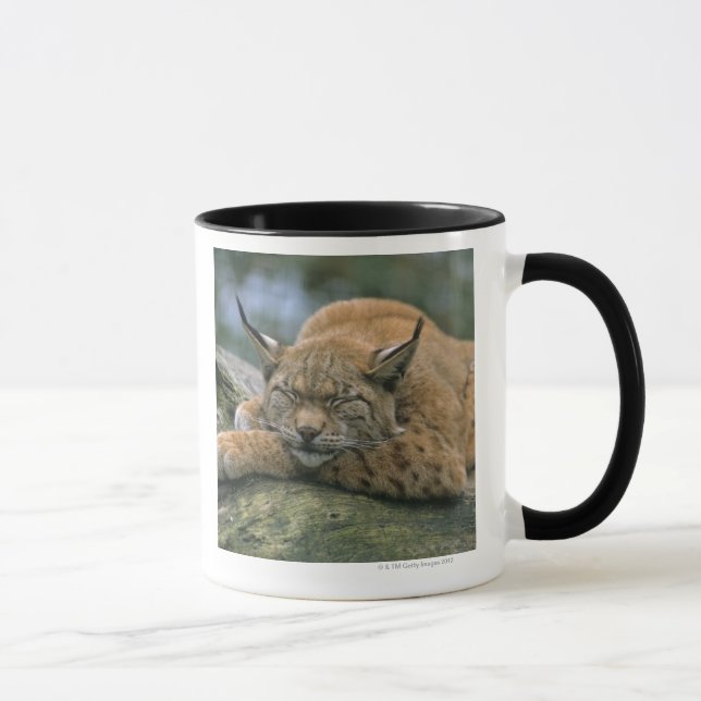 Europ�_ischer Luchs, Eurasischer Luchs (Luchs Tasse (Rechts)