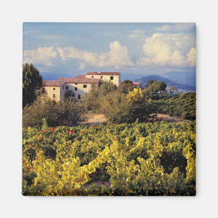 Europa, Frankreich, Bonnieux. Weinberge bedecken d Magnet