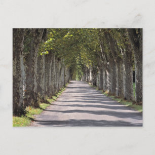 Europa, Frankreich, Cereste. Bäume säumen diese St Postkarte