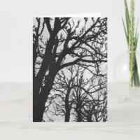 Europa, Frankreich, Paris Winterbäume, Marco