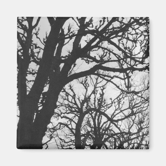 Europa, Frankreich, Paris Winterbäume, Marco Magnet (Vorne)