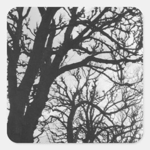 Europa, Frankreich, Paris. Winterbäume, Marco Quadratischer Aufkleber