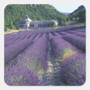 Europa, Frankreich, Provence. Lavendelfelder Quadratischer Aufkleber