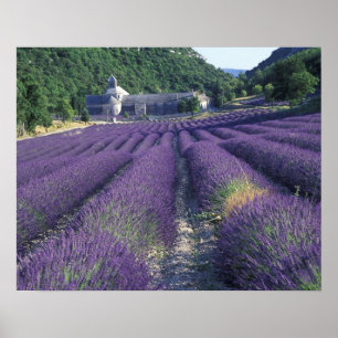 Europa, Frankreich, Provence. Lawinenfelder Poster