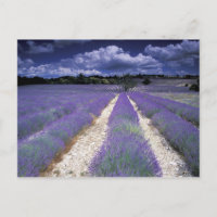 Europa, Frankreich, Provence. Lawinenfelder