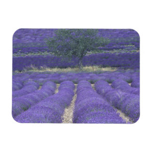 Europa, Frankreich, Provence, Sault, Lavendel 2 Magnet
