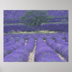 Europa, Frankreich, Provence, Sault, Lavendel 2 Poster