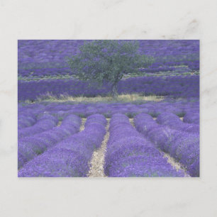Europa, Frankreich, Provence, Sault, Lavendel 2 Postkarte