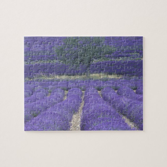 Europa, Frankreich, Provence, Sault, Lavendel 2 Puzzle (Horizontal)