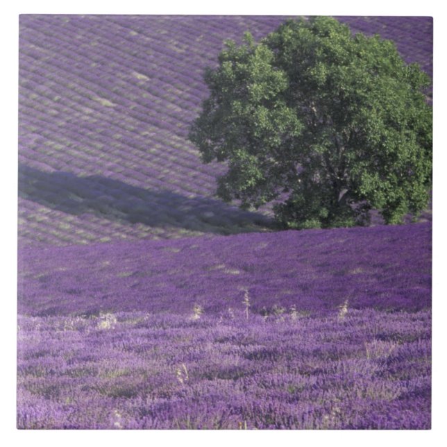 Europa, Frankreich, Provence, Sault, Lavendel Fliese (Vorderseite)