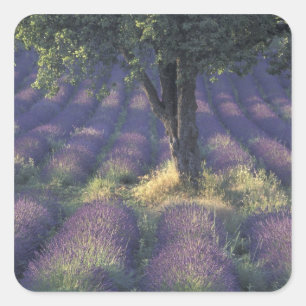 Europa, Frankreich, Provence, Sault, Lavendel Quadratischer Aufkleber