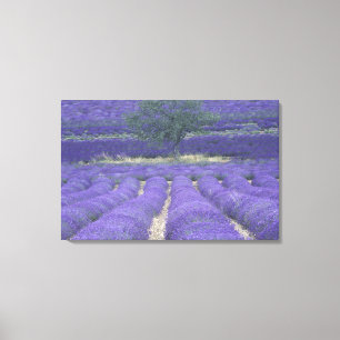 Europa, Frankreich, Provence, Sault, Lavendelfelde Leinwanddruck