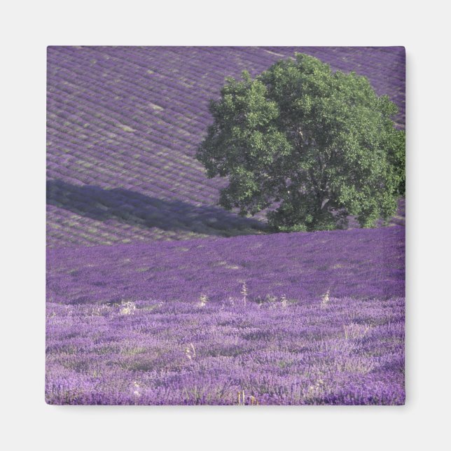 Europa, Frankreich, Provence, Sault, Lavendelfelde Magnet (Vorne)