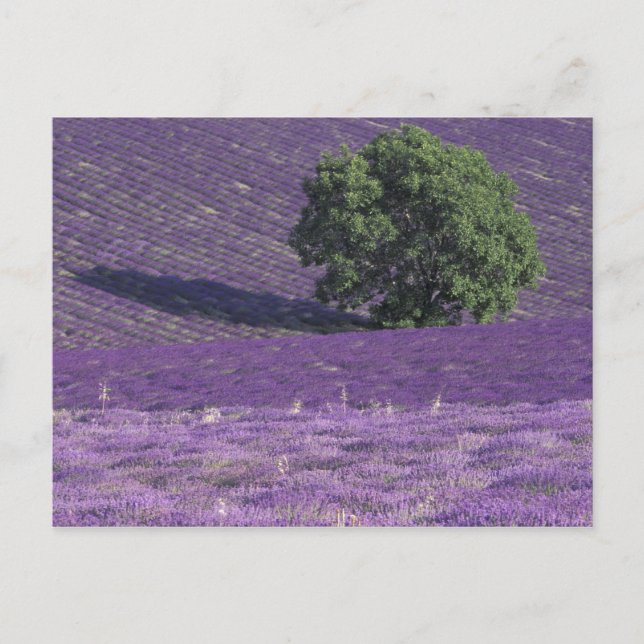 Europa, Frankreich, Provence, Sault, Lavendelfelde Postkarte (Vorderseite)