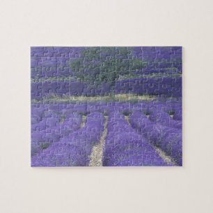 Europa, Frankreich, Provence, Sault, Lavendelfelde Puzzle