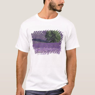 Europa, Frankreich, Provence, Sault, Lavendelfelde T-Shirt