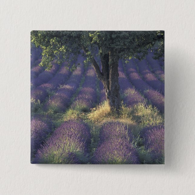 Europa, Frankreich, Provence, Sault, Lavender Button (Vorderseite)